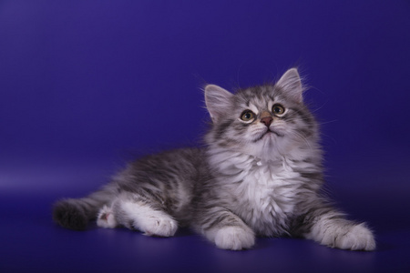 小西伯利亚小猫在蓝色的紫罗兰色背景
