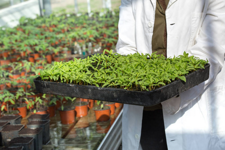 生物学家控股托盘豆芽