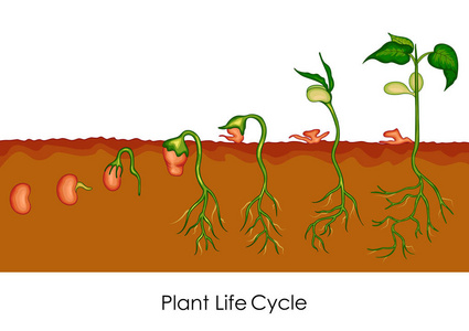 教育的生物学植物生命周期图表中的图表