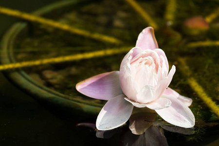 水芙蓉花图片