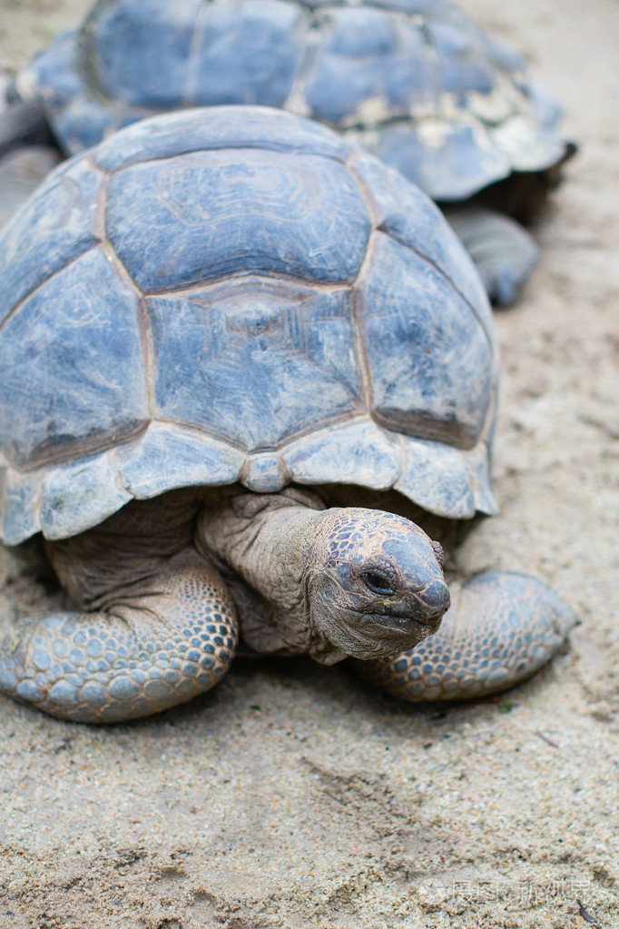 乌龟在自然环境中的特写