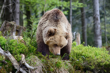 在森林里的大棕熊