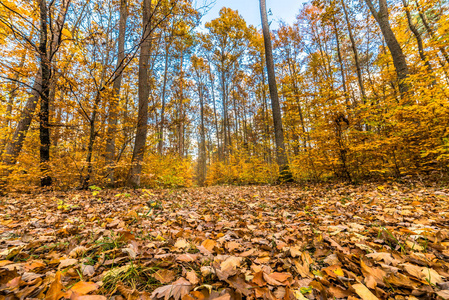 农村公路在森林，秋季景观，在秋季落叶的秋天的自然风光