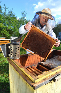 经验丰富的高级养蜂人在蜂房在夏季季节后进行的检验