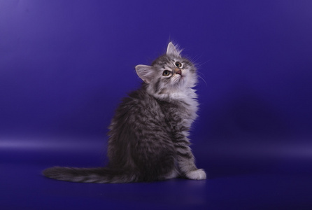 小西伯利亚小猫在蓝色的紫罗兰色背景照片