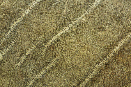 隐藏除皱非洲大象皮的详细的图像照片