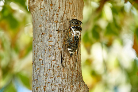 大知了在树上照片