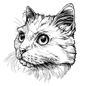 面部猫科动物图片