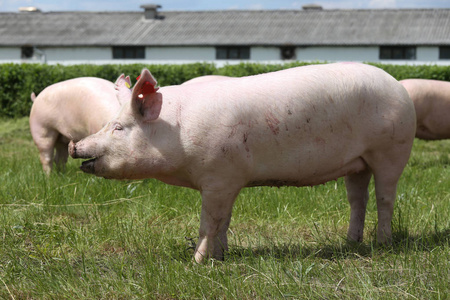 猪的照片猪的照片皮特兰小猪在草地上一边查看照片粉红色的年轻母猪在