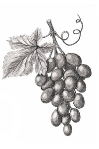手绘串一串葡萄.手绘素描风格照片