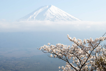 用樱花盛开的作为前景色为背景的日本富士山