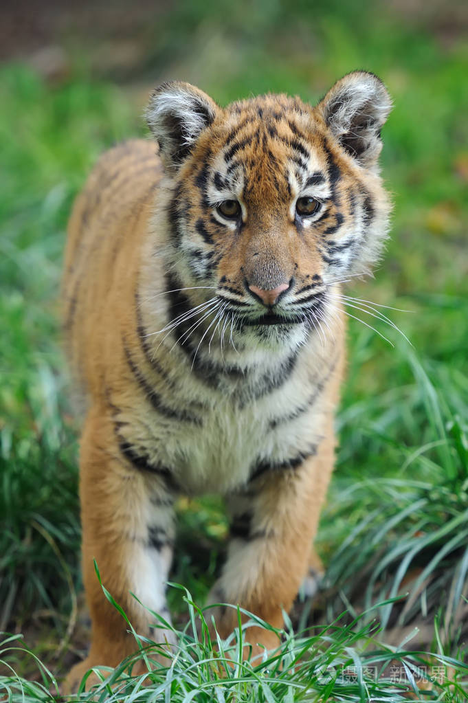一只小老虎的肖像