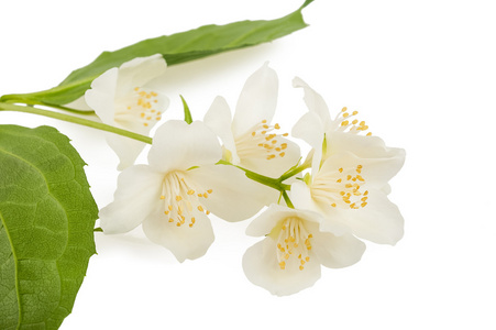 橙花粉图片-橙花粉素材-橙花粉插画-摄图新视界