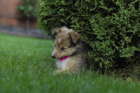 设得兰群岛牧羊犬的小狗