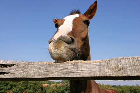 年轻的马嚼篱笆在农场夏季搞笑的一幕照片