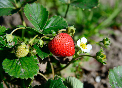 在花园里的草莓