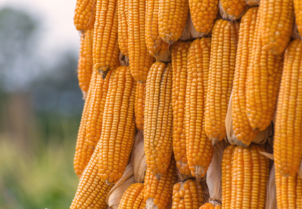 甜玉米在农场的农产品照片