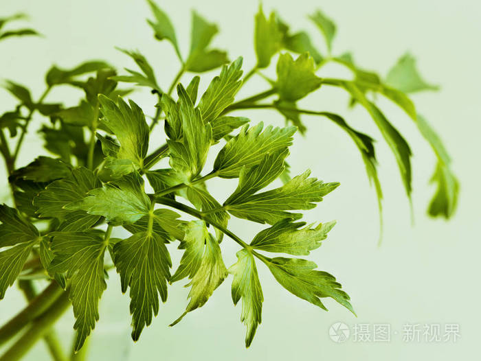 独活草的叶子
