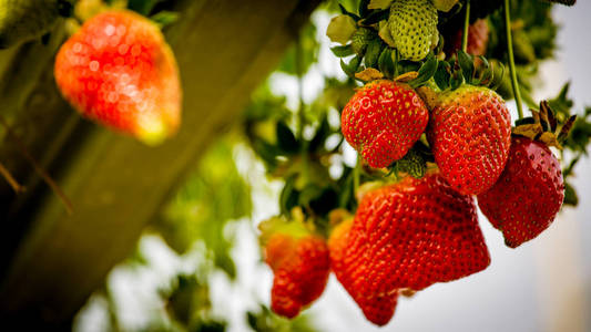 草莓种植园。美丽的红色浆果，挂在床上
