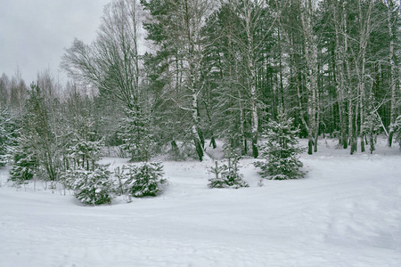 冰冻的冬季森林与雪覆盖了树