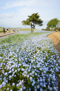 日本 nemophila 盛开