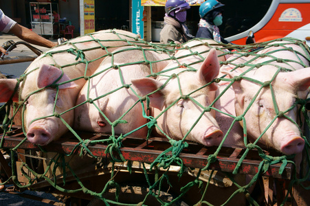 运输三轮亚洲人运输猪照片