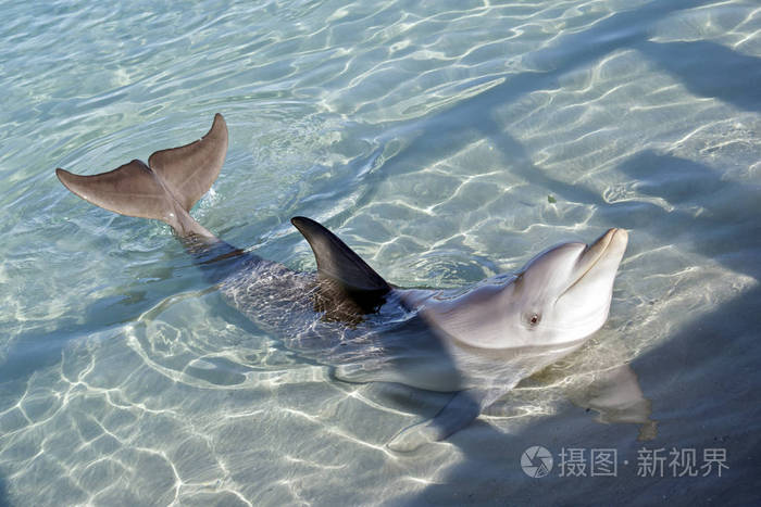 海豚在水中