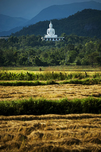 白色的佛像和年份字段大米，泰国