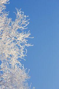 冬天树在领域与蓝蓝的天空