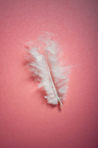粉红色的背景上的白色羽毛