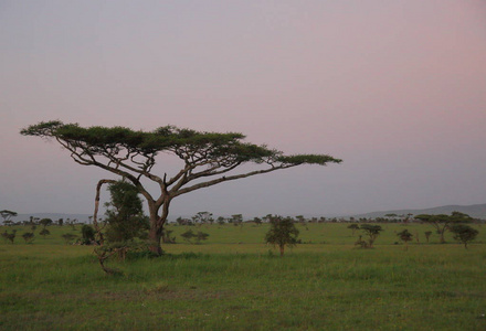 在非洲大草原景观