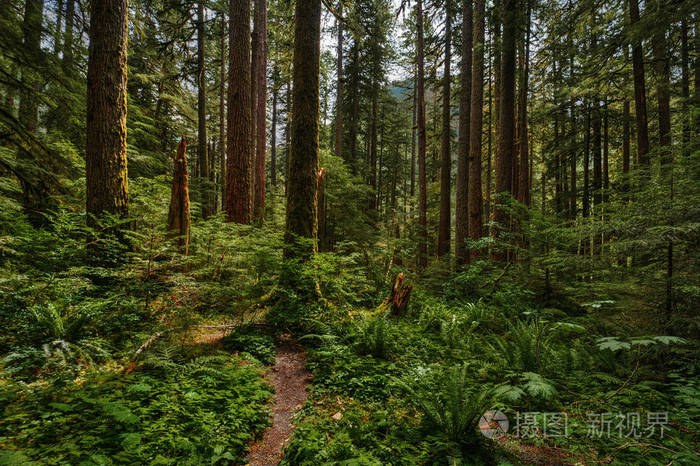 如诗如画的高大树木森林景观格局