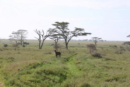在非洲博茨瓦纳萨凡纳的野生羚羊哺乳动物。