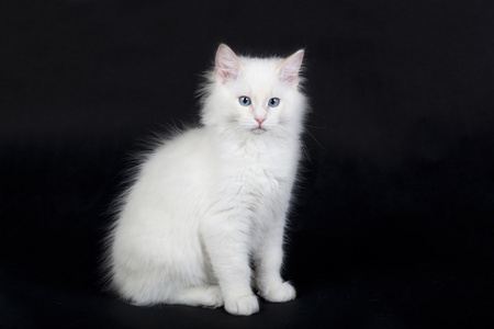白色布偶猫图片