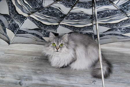 在伞下只灰色的猫