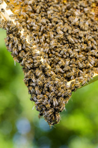 在养蜂场在夏季蜂窝蜜蜂