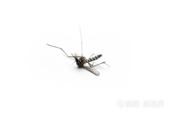死蚊子在白色的背景下,宏