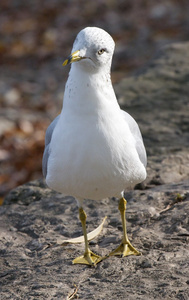 有趣的好奇 ringbilled 鸥