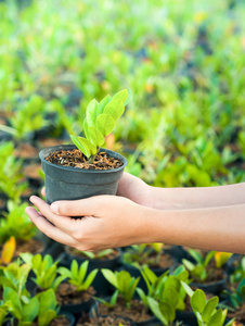 手采摘新植物