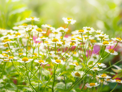 野生花卉洋甘菊领域雏菊植物阳光夏天春天图片