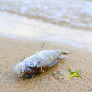 在海滩上的死鱼照片