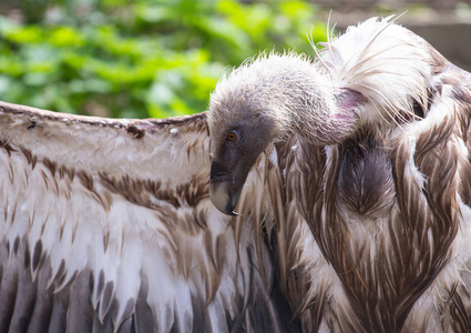欧亚狮鹫俯视照片