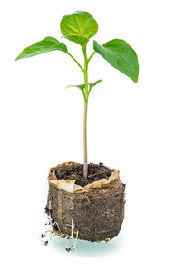 之前在空地上种植树苗照片