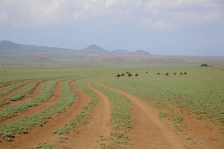 景观在非洲大草原与动物在白天
