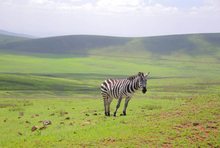 在景观在非洲大草原的斑马