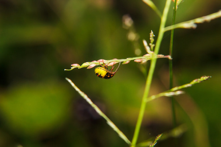 在植物茎上的 bug