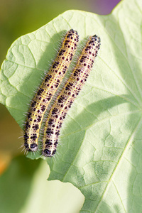 菜粉蝶 caterpillars