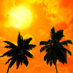 棕榈树上的日落背景