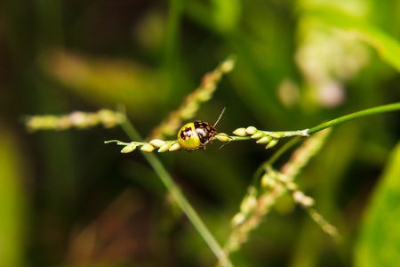 在植物茎上的 bug