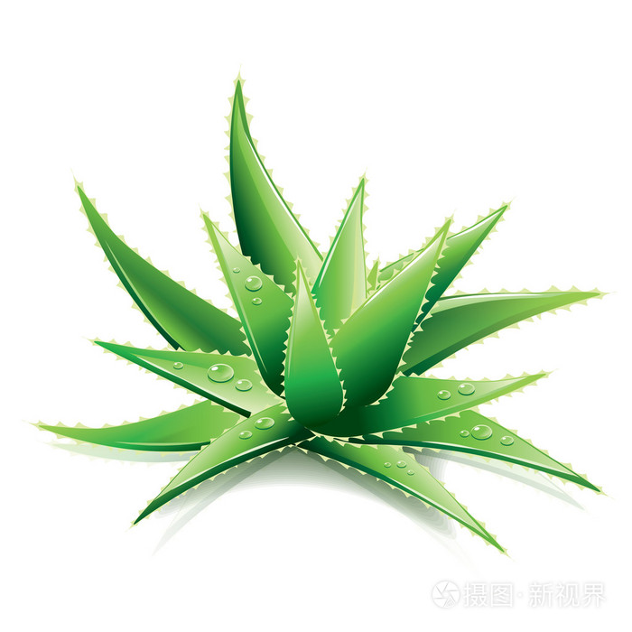 芦荟精华素白色矢量上孤立